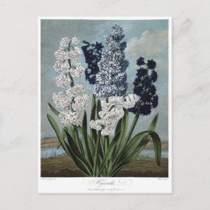 Postal Ilustracion de flores de época