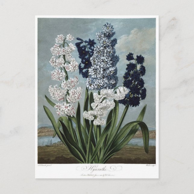 Postal Ilustracion de flores de época (Anverso)