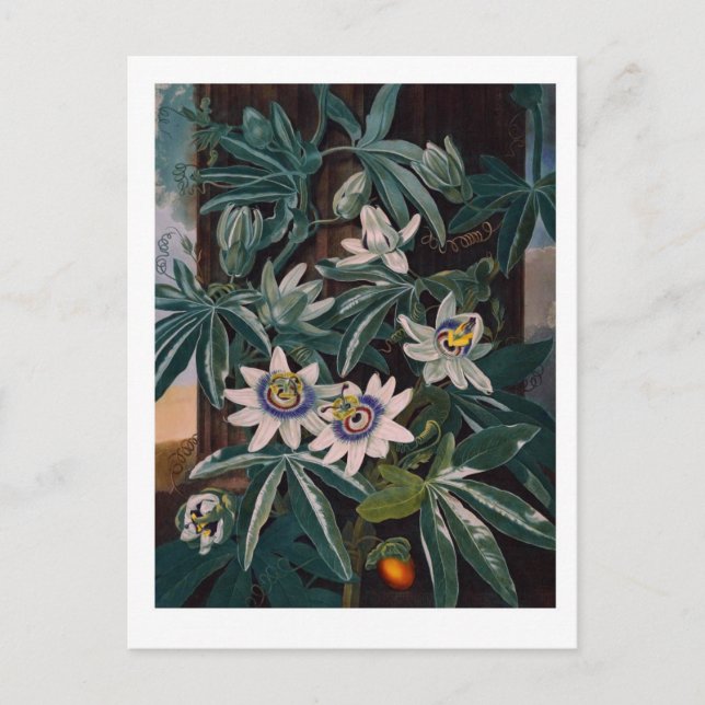 Postal Ilustracion de flores de época (Anverso)