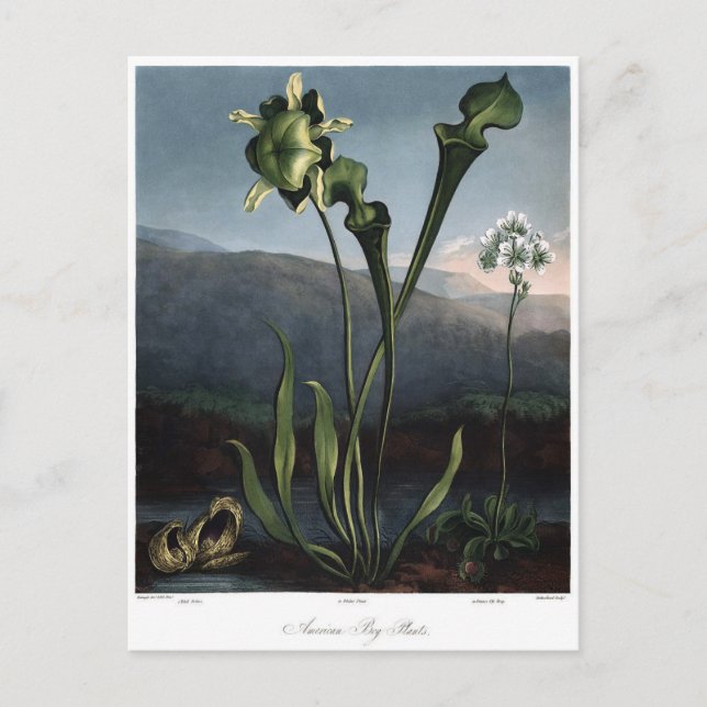 Postal Ilustracion de flores de época (Anverso)