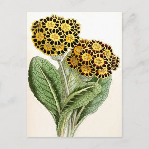 Postal ilustracion de flores de época "Polyanthus"