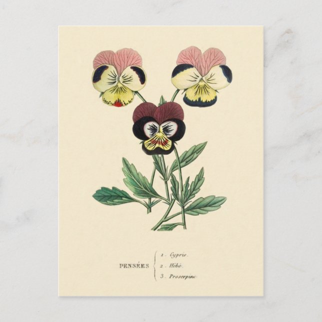 Postal Ilustracion de flores Pansies Pansy (Anverso)