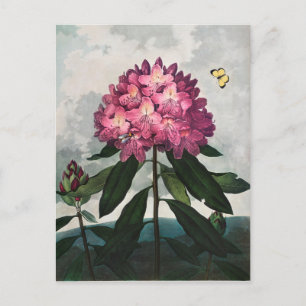 Postal Ilustración de flores vintage