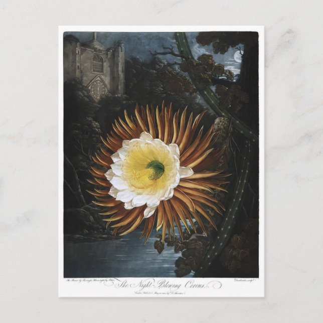 Postal Ilustración de flores vintage (Anverso)