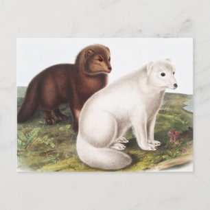Postal Ilustracion de Fox Ártica (Vulpes Lagopus)