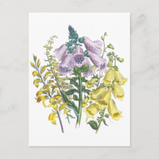 Postal Ilustracion de Foxglove de época