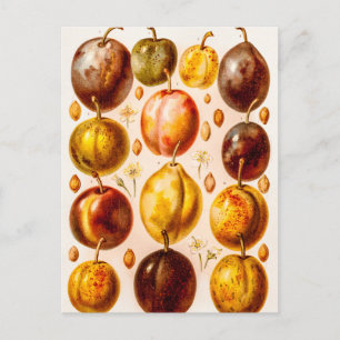 Postal Ilustracion de frutas de ciruelas antiguas de ciru
