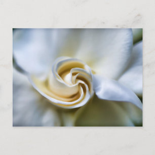Postal Ilustracion de Gardenia Blanca