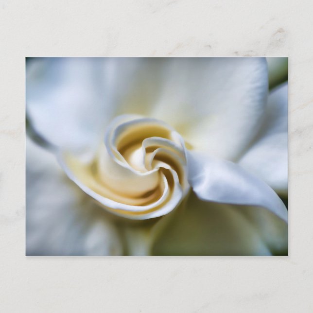 Postal Ilustracion de Gardenia Blanca (Anverso)