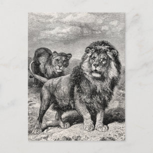 Postal Ilustracion de gato grande de león de la época de 
