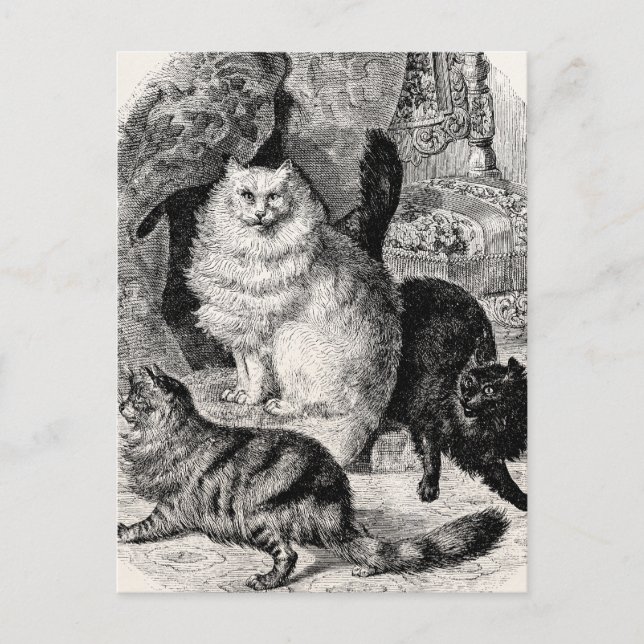 Postal Ilustracion de gatos persas de Angora de los años  (Anverso)