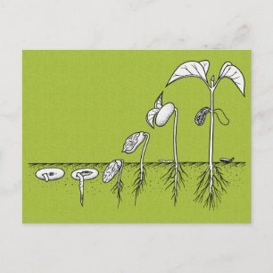 Postal Ilustracion de germinación de plantas