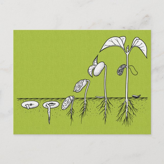 Postal Ilustracion de germinación de plantas (Anverso)
