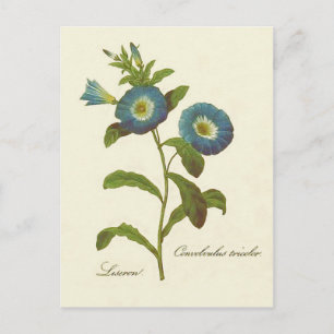 Postal Ilustración de gloria de la mañana azul