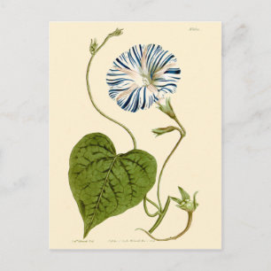Postal Ilustración de gloria de la mañana azul