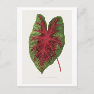 Postal ilustración de hoja de Caladium bicolor splendens.