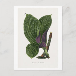 Postal ilustración de hoja de Dichorisandra Mosaica verde