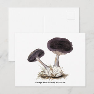 Postal Ilustración de hongo de tela de araña violeta vint