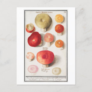 Postal Ilustracion de hongos vintage
