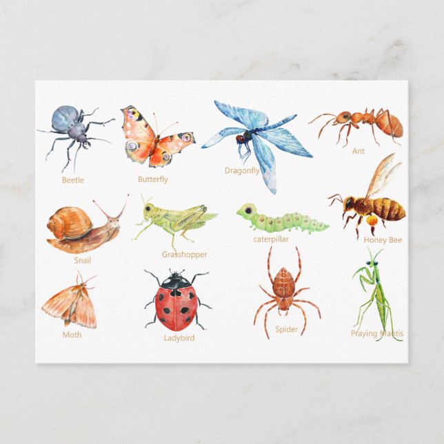 Postal Ilustracion de insectos acuarela (Anverso)