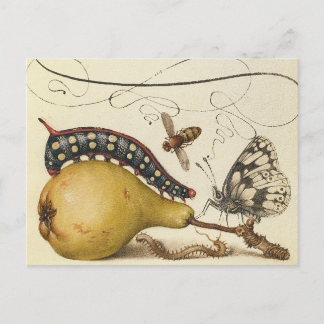 Postal Ilustracion de insectos de fruta de mariposa de ab (Anverso)