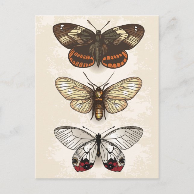 Postal Ilustracion de insectos vintage (Anverso)