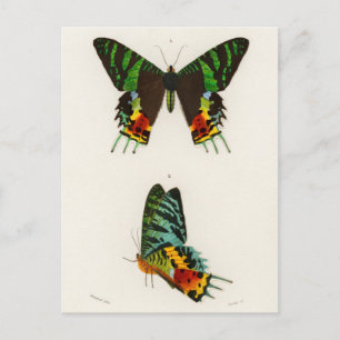 Postal Ilustracion de insectos vintage