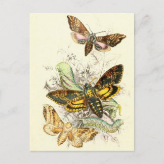 Postal Ilustracion de insectos vintage