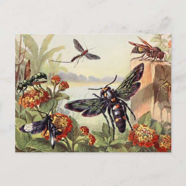 Postal Ilustracion de insectos vintage (Anverso)