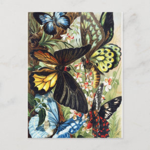 Postal Ilustracion de insectos vintage