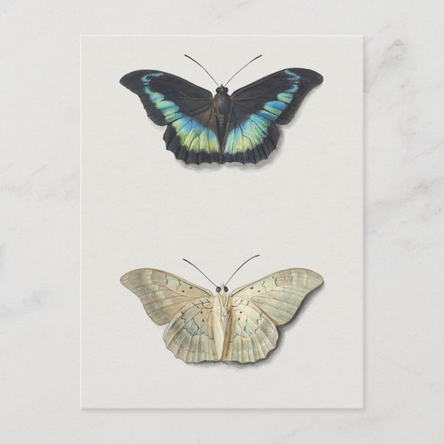 Postal Ilustracion de insectos vintage (Anverso)