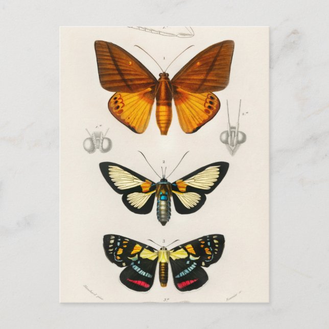 Postal Ilustracion de insectos vintage (Anverso)