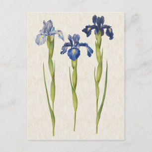 Postal Ilustracion de Iris Azul Botánico