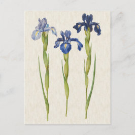 Postal Ilustracion de Iris Azul Botánico