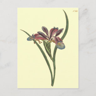 Postal Ilustración de Iris de hoja de hierba