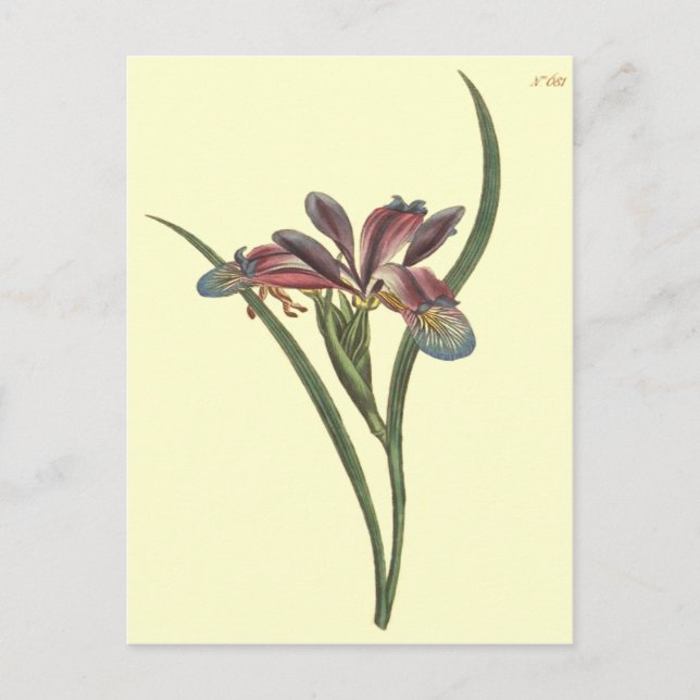 Postal Ilustración de Iris de hoja de hierba (Anverso)