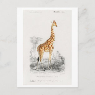 Postal Ilustración de jirafa (Giraffa camelopardalis)
