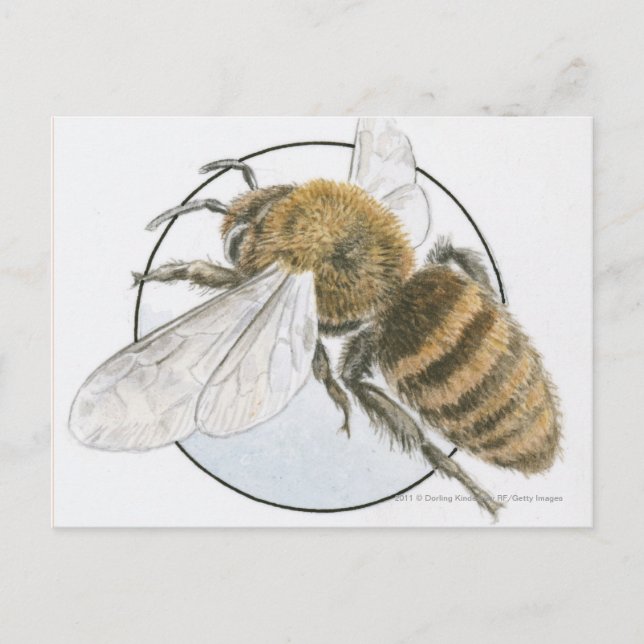 Postal Ilustracion de la Abeja Miel Europea (Anverso)