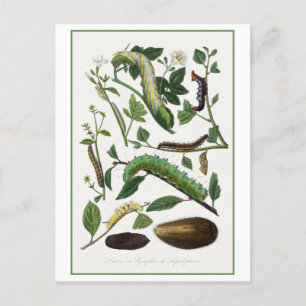 Postal Ilustracion de la antigua oruga