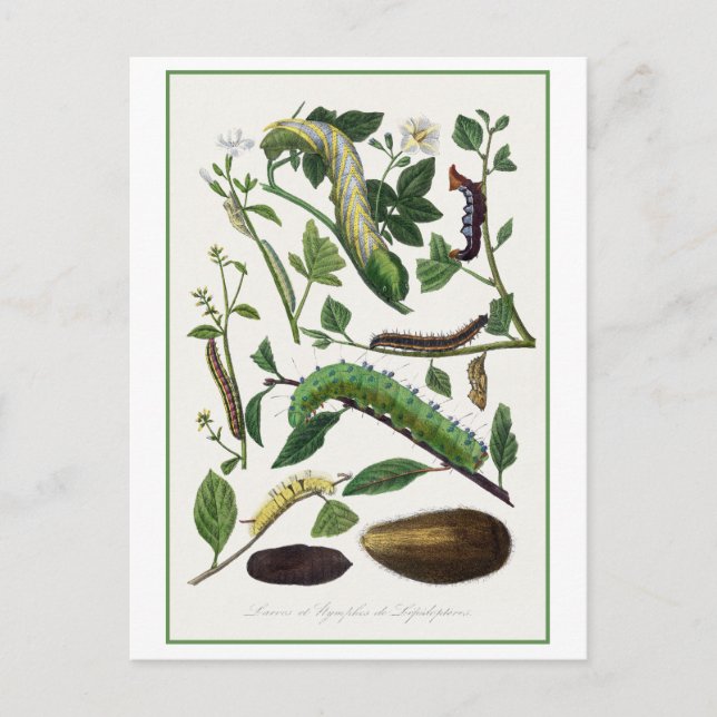 Postal Ilustracion de la antigua oruga (Anverso)