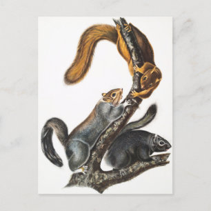 Postal Ilustracion de la ardilla del gato (Sciurus cinere