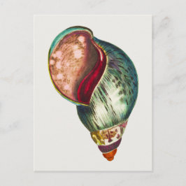 Postal Ilustracion de la concha marina de época por Georg