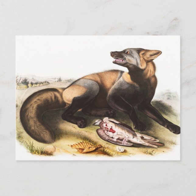 Postal Ilustracion de la Cruz Fox de Estados Unidos (Cani (Anverso)