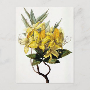 Postal "Ilustracion de la flor del vintage de Pontica de