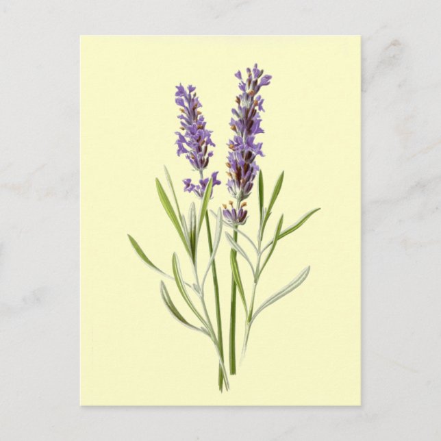 Postal Ilustracion de la lavanda del vintage (Anverso)