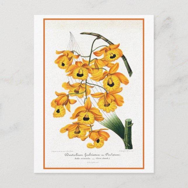 Postal Ilustracion de la orquídea amarilla tropical (Anverso)