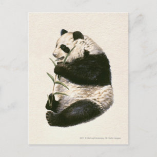 Postal Ilustracion de la panda gigante que alimenta en