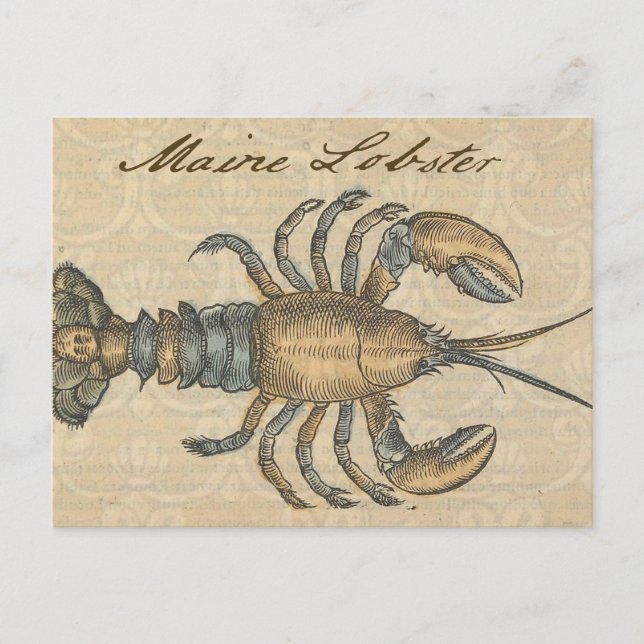 Postal Ilustracion de langosta Antique Maine (Anverso)