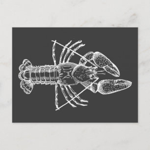 Postal Ilustracion de langosta blanco sobre negro