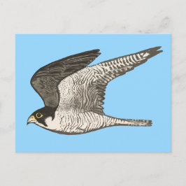 Postal Ilustracion de lápiz de color halcón peregrino